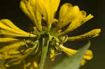 Common sneezeweed